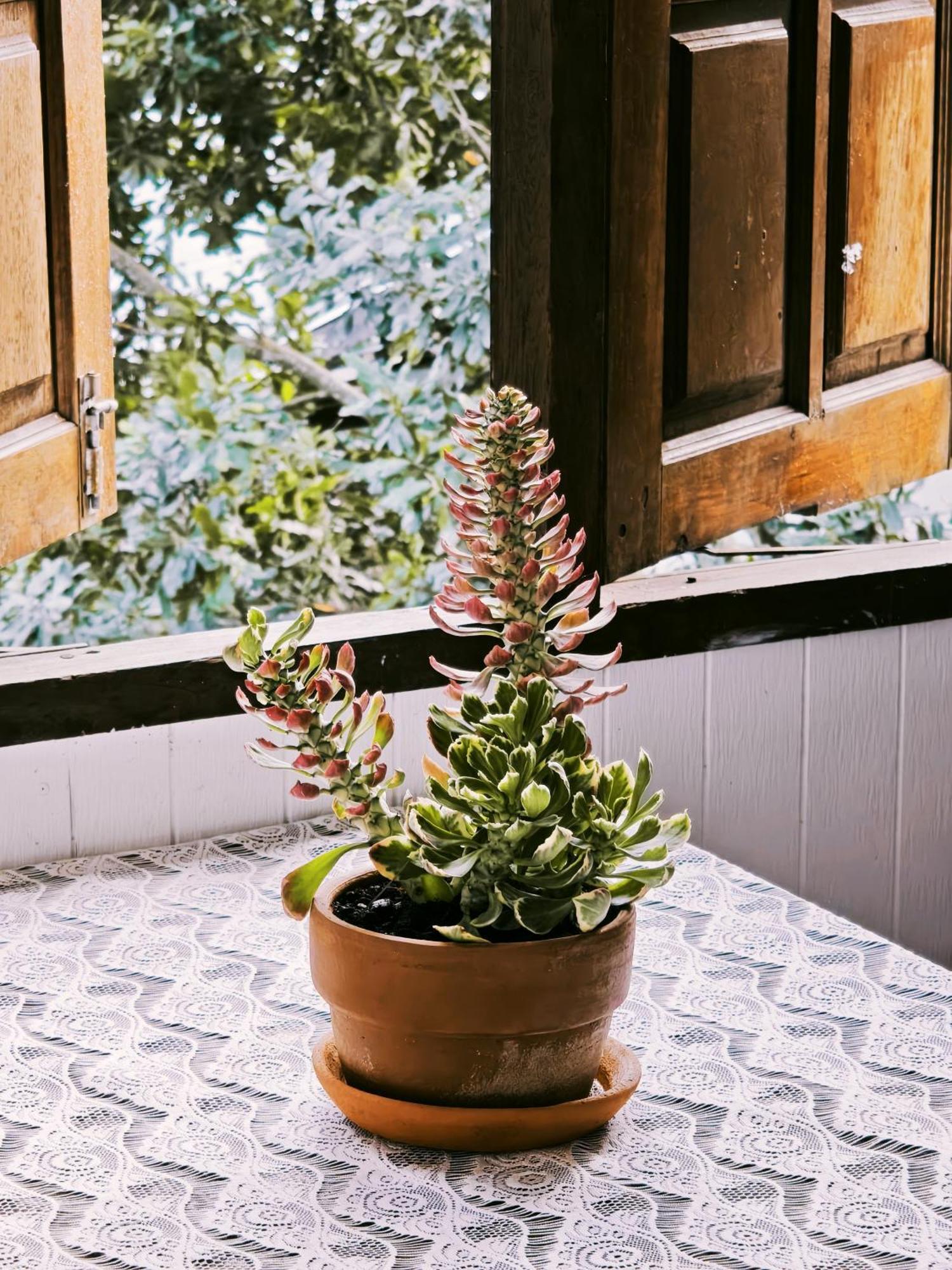 Hotel U Garden Ban Huai Khai Pokoj fotografie